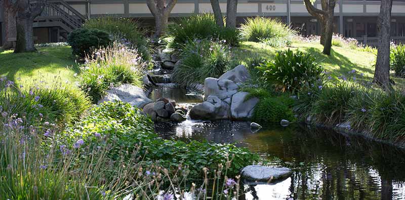 A small, tranquil stream flows through a landscaped garden with rocks, green plants, and tall grasses, reflecting trees and a building in the background.